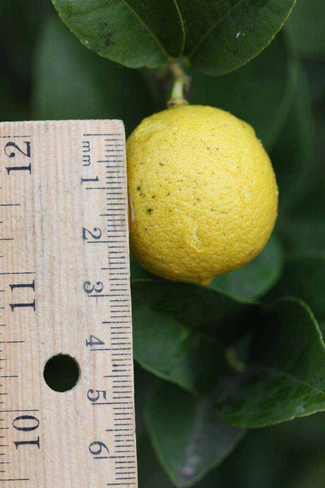              Fruit (Riverside, CA)       